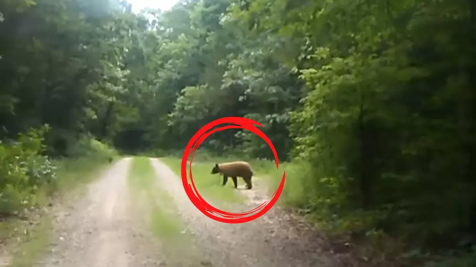 Missouri Man Shares Video of Close Bear Encounter in the Ozarks