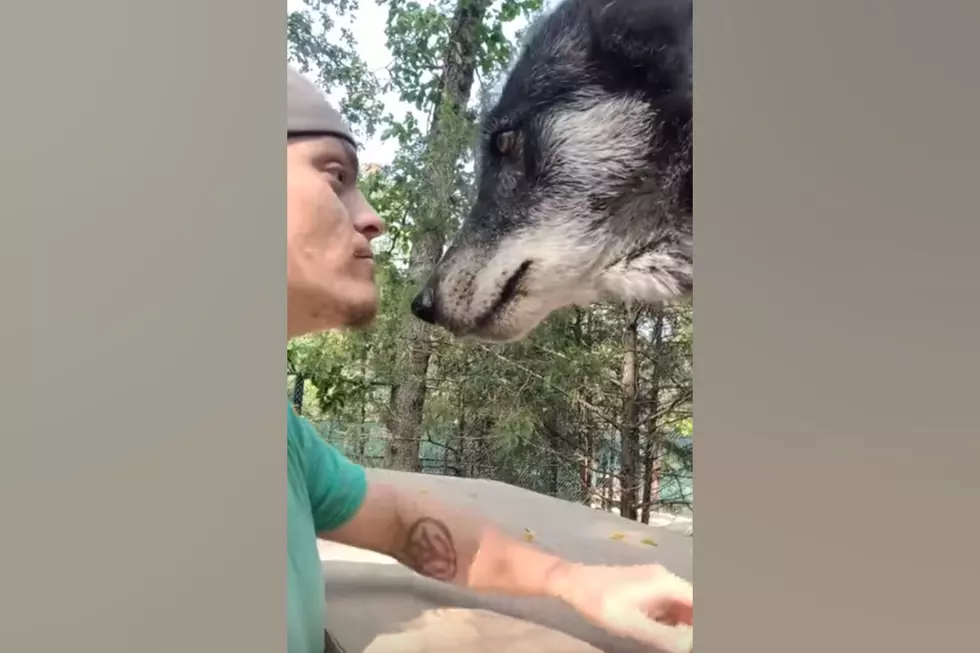 That Fun Time When a Missouri Man Got Up Close with a Real Wolf