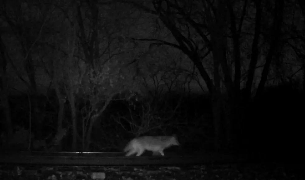 Does This Missouri Trail Cam Show a Wolf or Coyote? One is Wrong