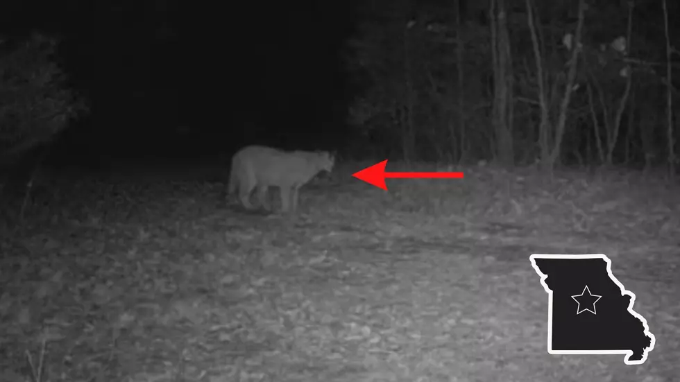 Trail Cam Video Shows Huge Mountain Lion Near Columbia, Missouri