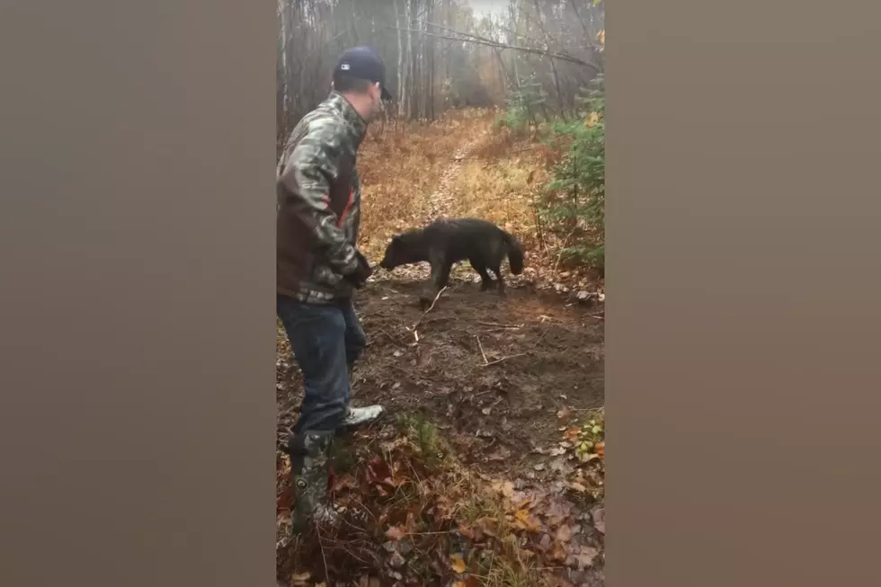 Watch Midwestern Hunters Save a Huge Black Wolf Caught in a Trap