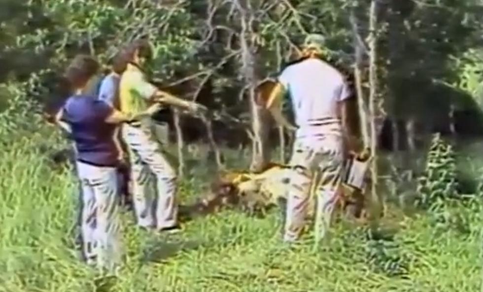 The Bizarre Cow Mutilations in Missouri During Summer of &#8217;78