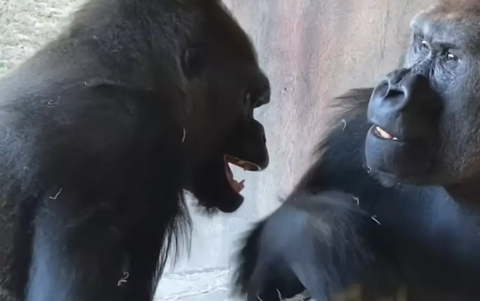 Monkey Business? St. Louis Zoo & Chicago Zoo Just Traded Gorillas