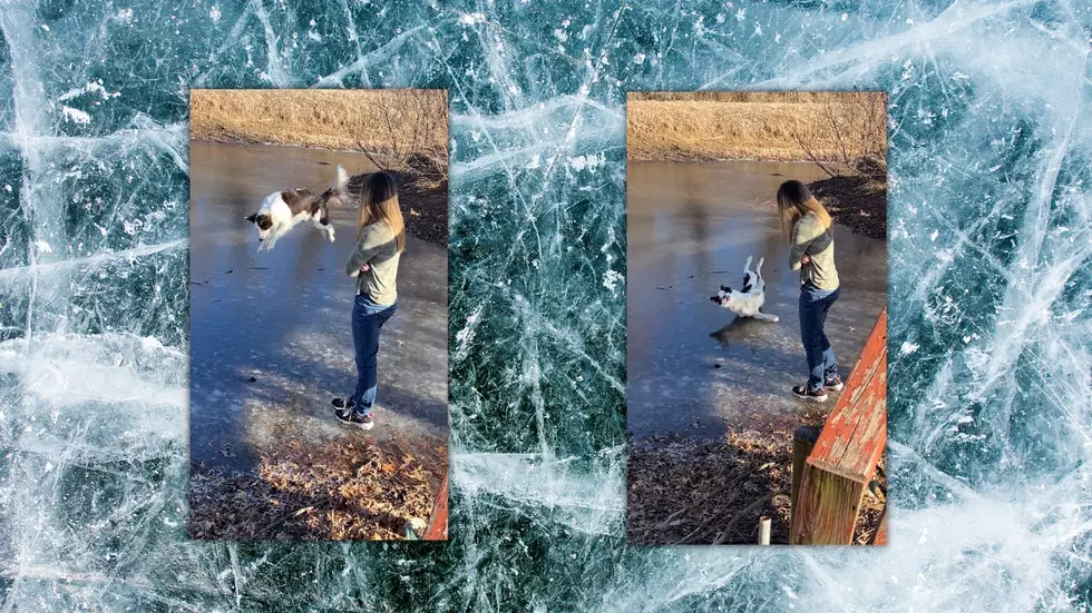 Watch Border Collie in Missouri Dive Bomb Frozen Lake and Lose