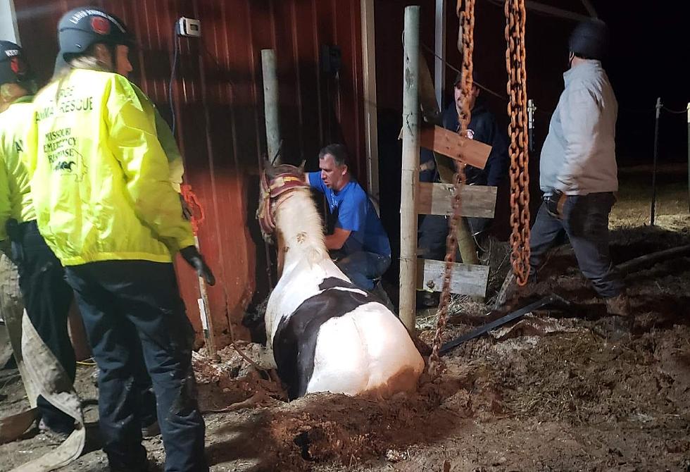 Watch Rescuers Save a Missouri Horse Buried Belly-Deep in Mud