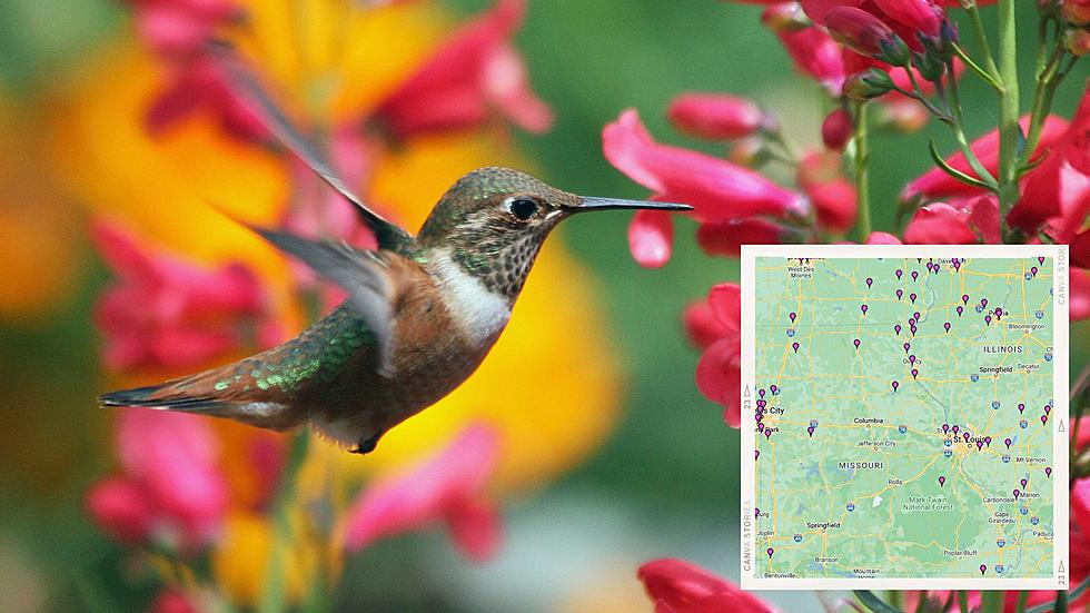 Handy Map Shows When Hummingbirds Return to Missouri &#038; Illinois