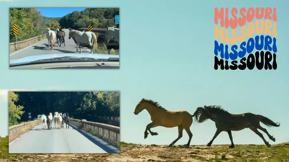 Missouri Traffic Jam? Driver Encounters Wild Horse Herd on Bridge