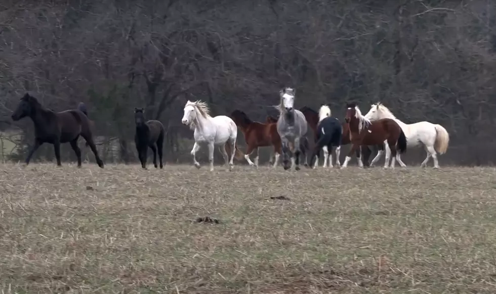 Watch Missouri&#8217;s Rocky Creek Herd of Wild Horses Running Free