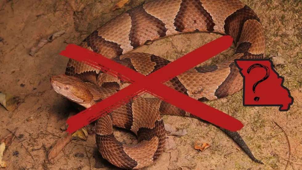 The Most Deadly Creature in Missouri is Maybe Not What You Think