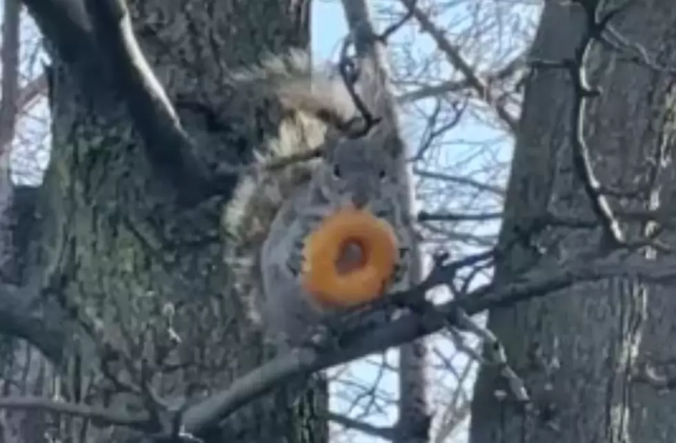 Illinois Driver Shares Video of a Squirrel Scarfing Down a Donut