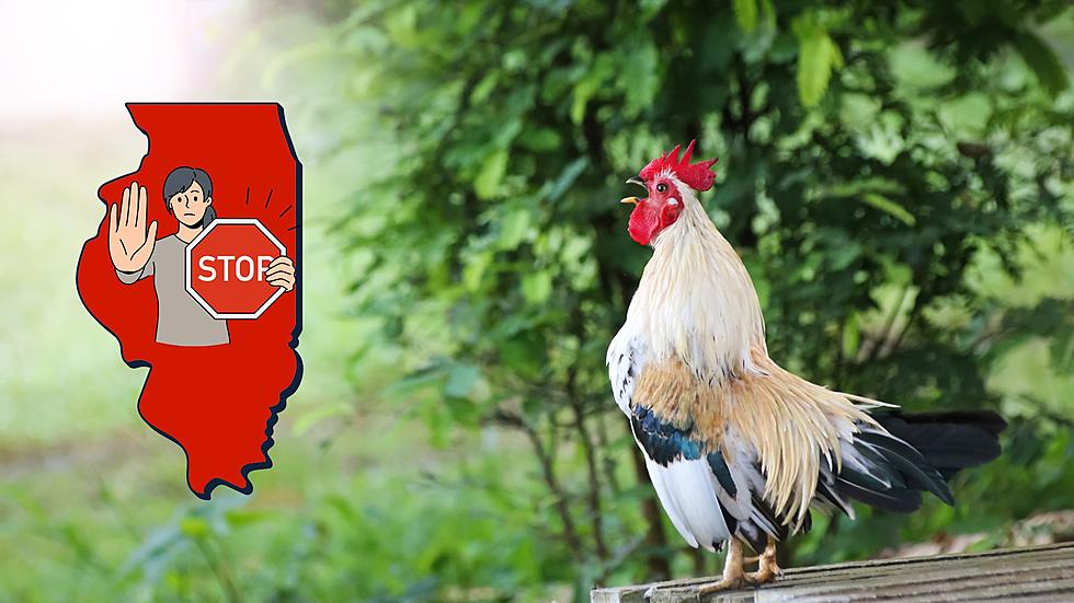 Illinois’ Wealthiest Neighborhood Has a Weird Rule for Roosters