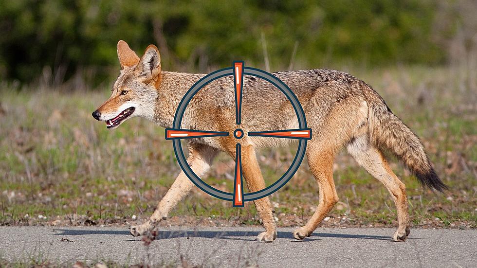 Can You Legally Take Down a Coyote in Missouri? &#8211; Yes, But&#8230;