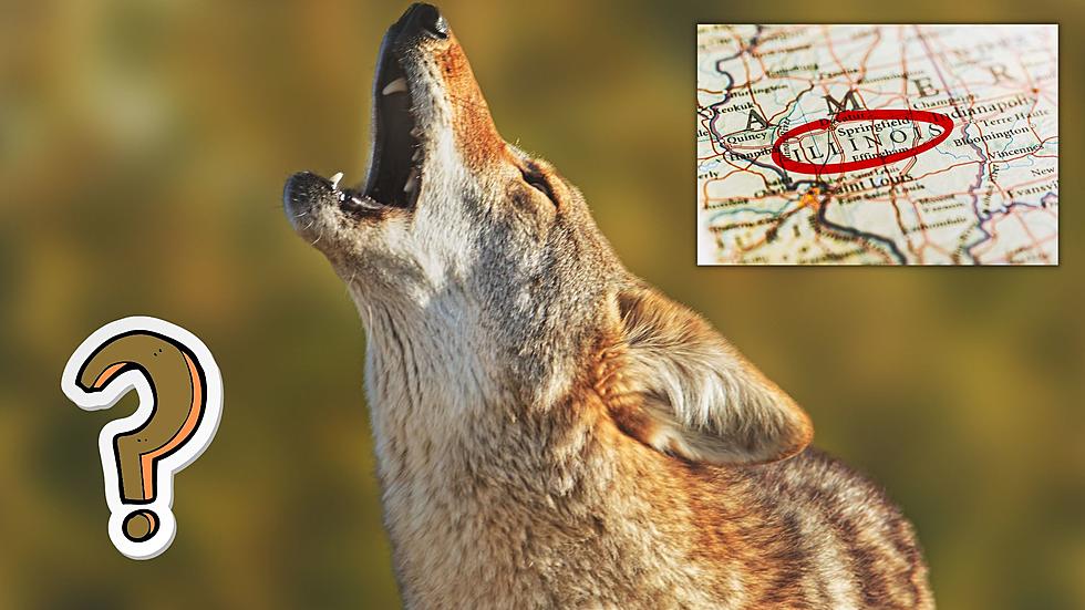 Are Coyotes a Problem in Illinois or Necessary Part of Nature?