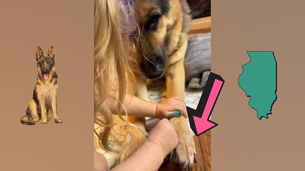Illinois Mom Comes Home, Finds Daughter Painting Dog&#8217;s Nails
