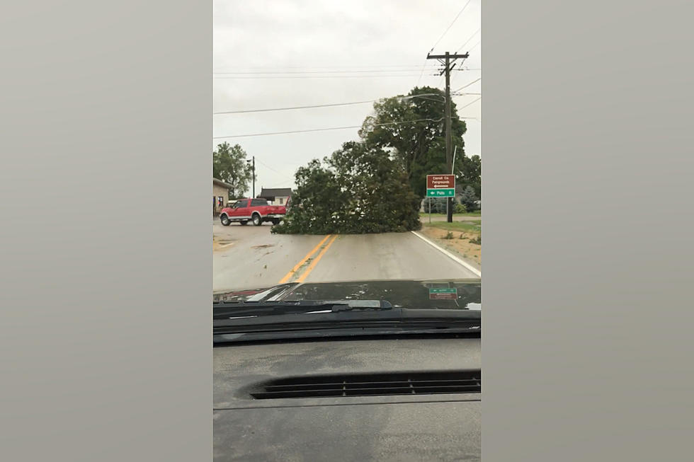 Illinois Driving Genius Spotted Dragging a Tree Down the Road