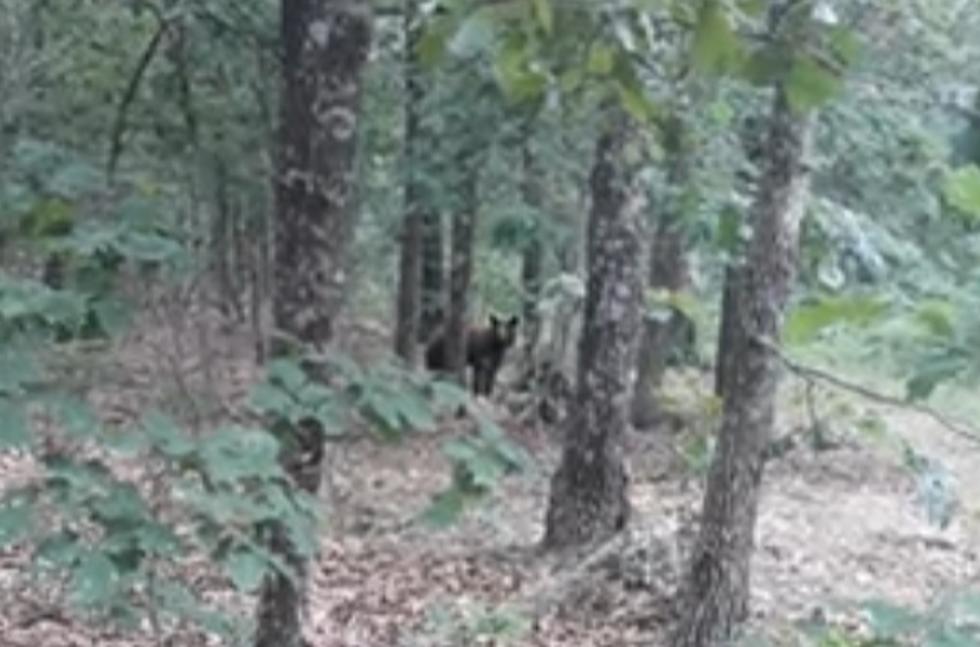 Missouri Man Shares His Close Encounter with a Curious Black Bear