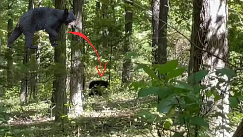 Hey Bear - Missouri Hiker Shares Video of Big Bear on His Trail