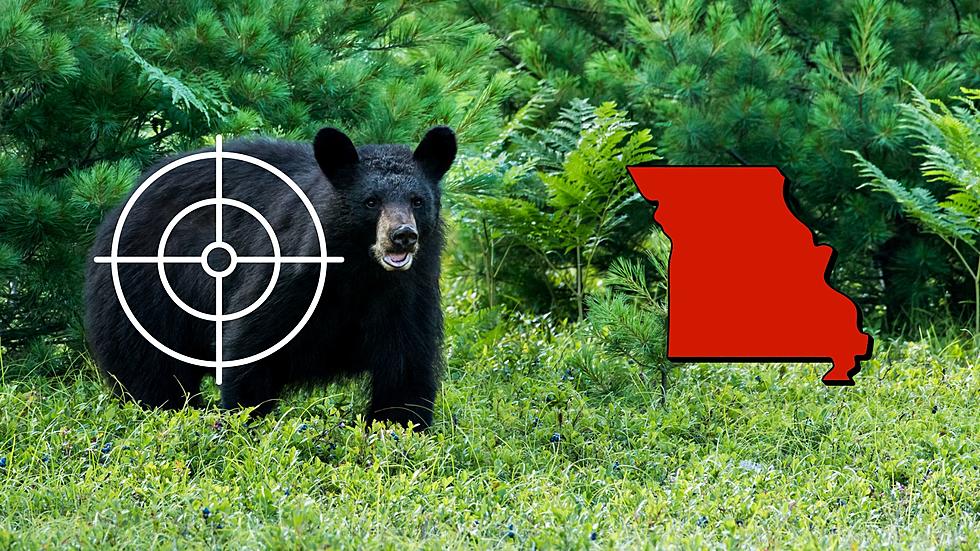 Hey Bear? Missouri to Offer 400 Black Bear Permits in May