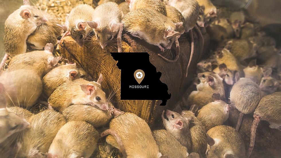 One City in Missouri Shockingly Leads America in its Lack of Rats