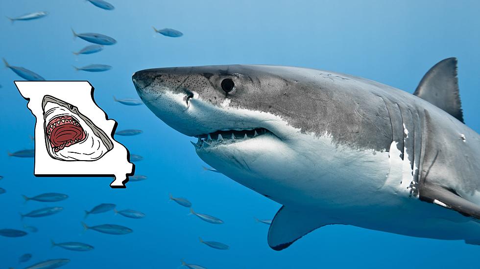A Woman Really Was Attacked by a Shark Named Bob in Missouri