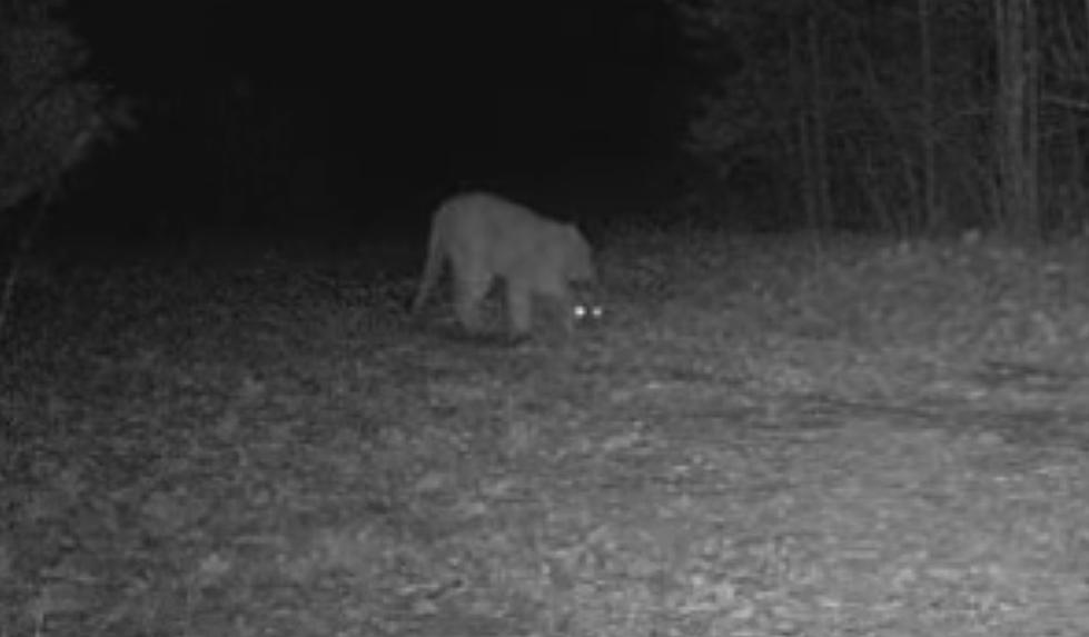 Mountain Lion Sighting Confirmed on Missouri Game Cam - 5 in 2023
