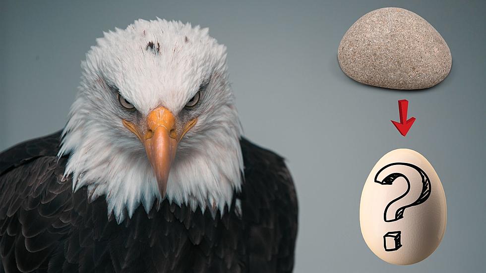 Missouri Eagle Named Murphy Protecting a Rock He Thinks is an Egg