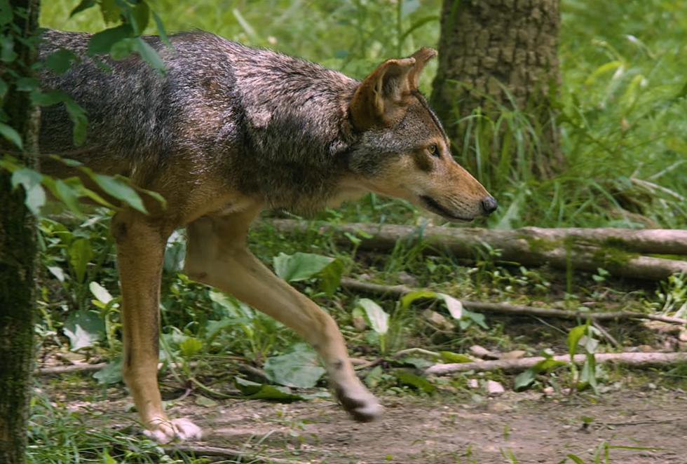 On the Prowl &#8211; American Red Wolves Have Invaded the St. Louis Zoo