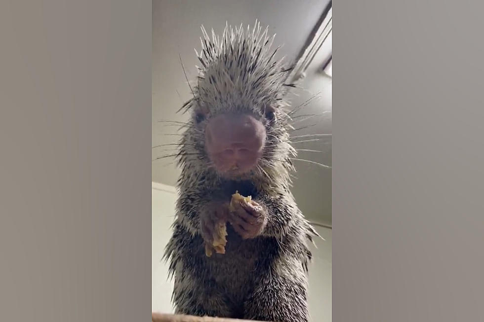 Illinois Porcupine Named Sal Loves Bananas and You Can’t Stop Him
