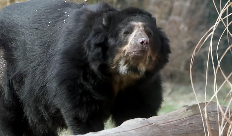 St. Louis Zoo Bear ‘Escapee’ Ben is Being Sent to Texas