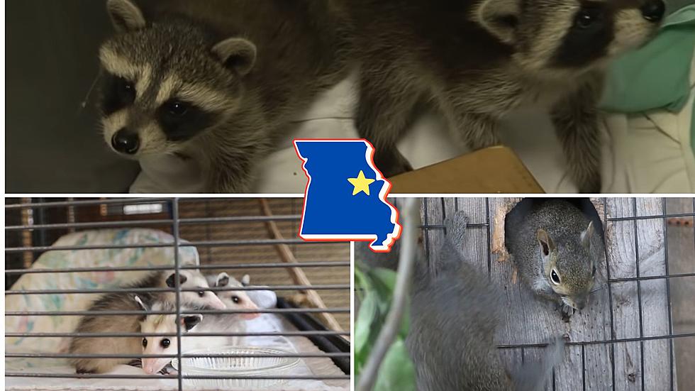 See the Missouri Place That’s Been Rescuing Animals for 43 Years