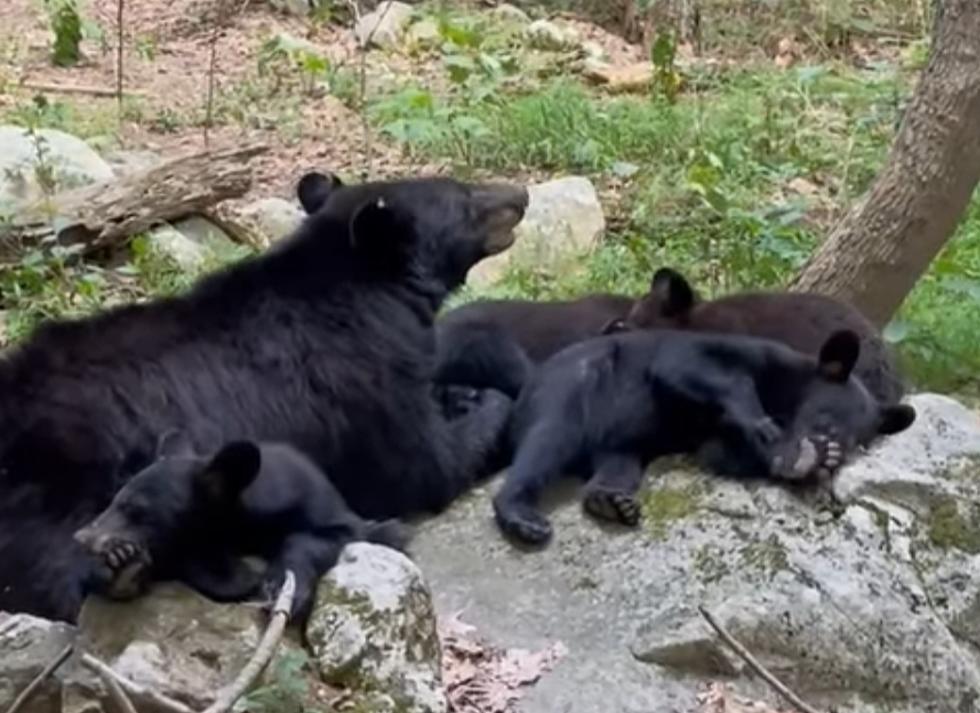 Missouri? – Homeowner Finds Bear Mom and Cubs Napping in Backyard