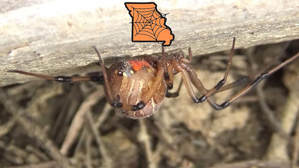 Missouri Has a Deadly Venomous Spider Many Have Never Heard Of