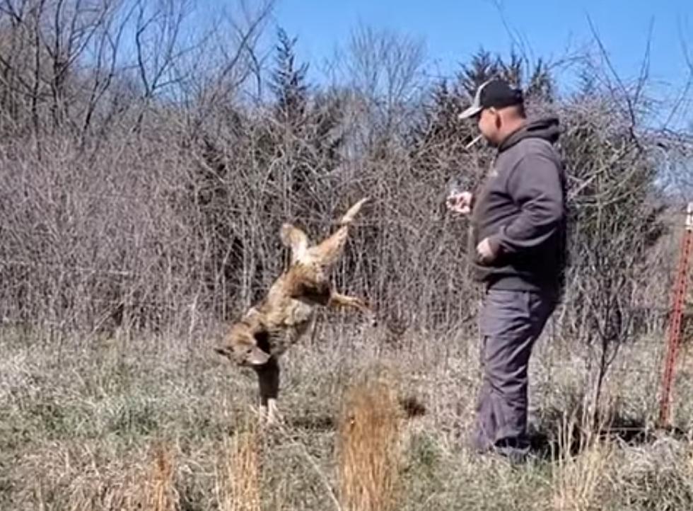 Heroic Kansas City Area Man Saves Sad Coyote Stuck in a Fence