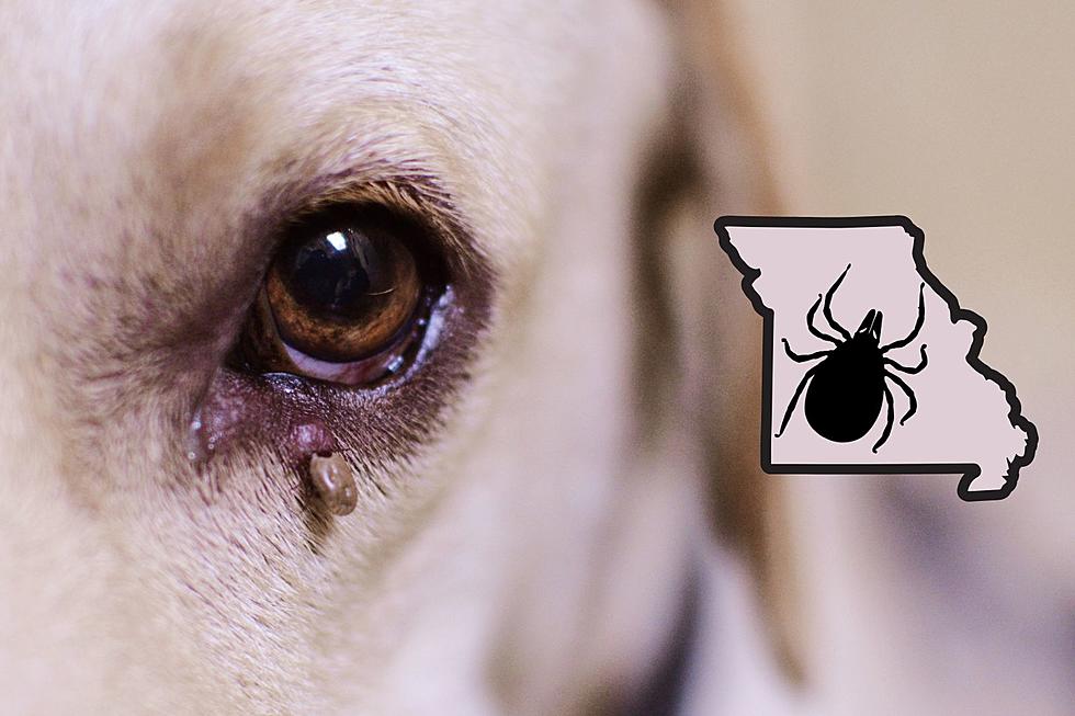 Experts Say Watch Out for Tick-borne Disease in Missouri Dogs