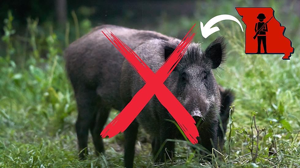 Missouri is Fighting a War with Thousands of Evil Feral Hogs