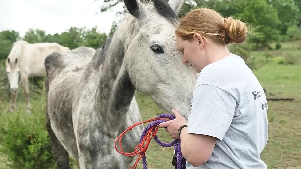 4 Severely Starved Horses Rescued from a Rural Missouri Farm