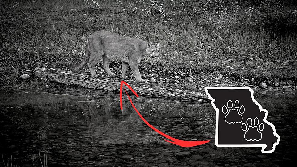 Another Mountain Lion Spotted in Missouri, 11th So Far in 2023