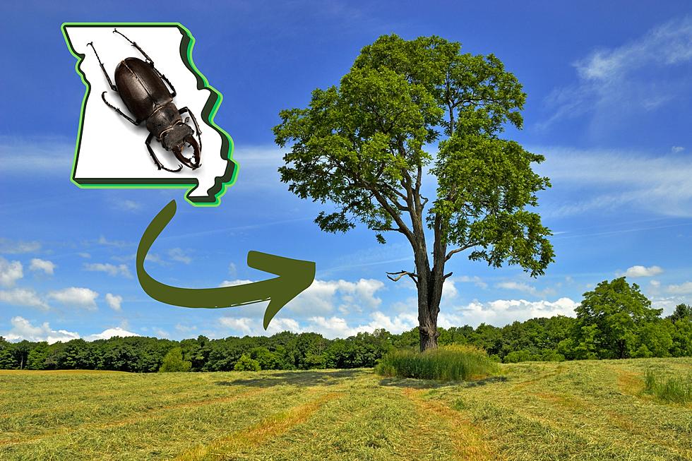 Experts Warn Walnut Tree-Killing Tiny Beetles Headed to Missouri