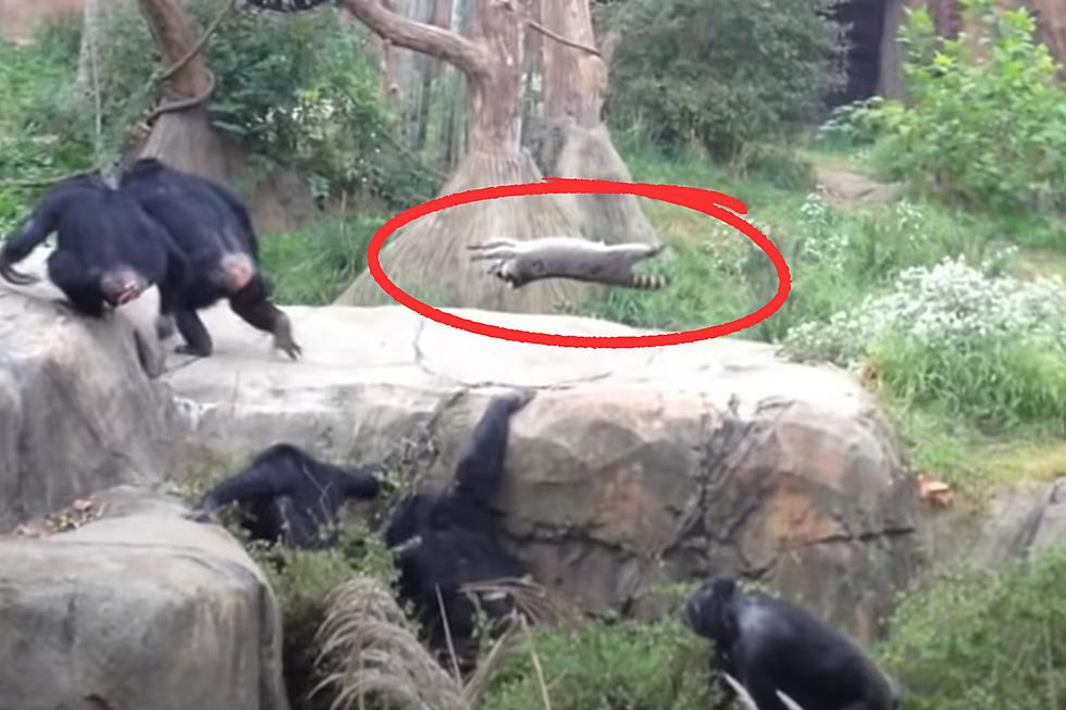 Most Famous Raccoon vs Chimp Clash Ever Happened at St. Louis Zoo