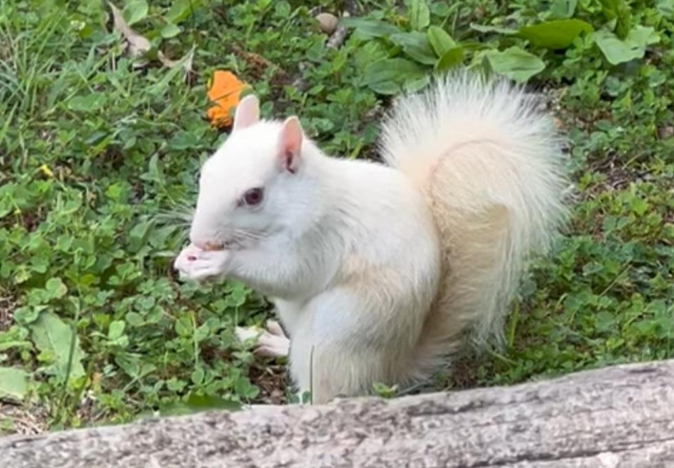 Illinois Homeowner Shares Video of Rare All-White Albino Squirrel