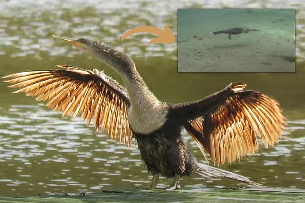 Rare 'Devil Bird' in Missouri - Swims Underwater Like Submarine