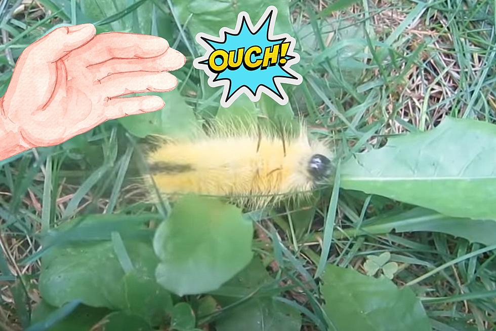 Beware This Cute Fuzzy Caterpillar in Missouri is a King of Sting