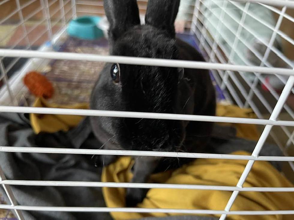 Why Adopting a Rabbit from NEMO Humane Society was a Great Idea