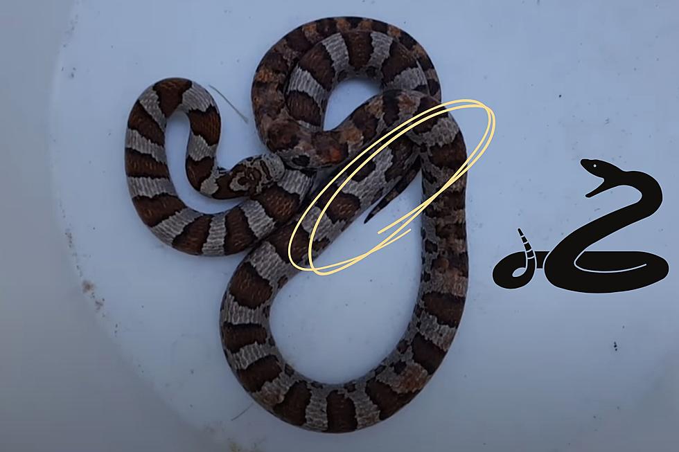 This Missouri Snake Likes to Pretend He’s a Big & Bad Rattlesnake