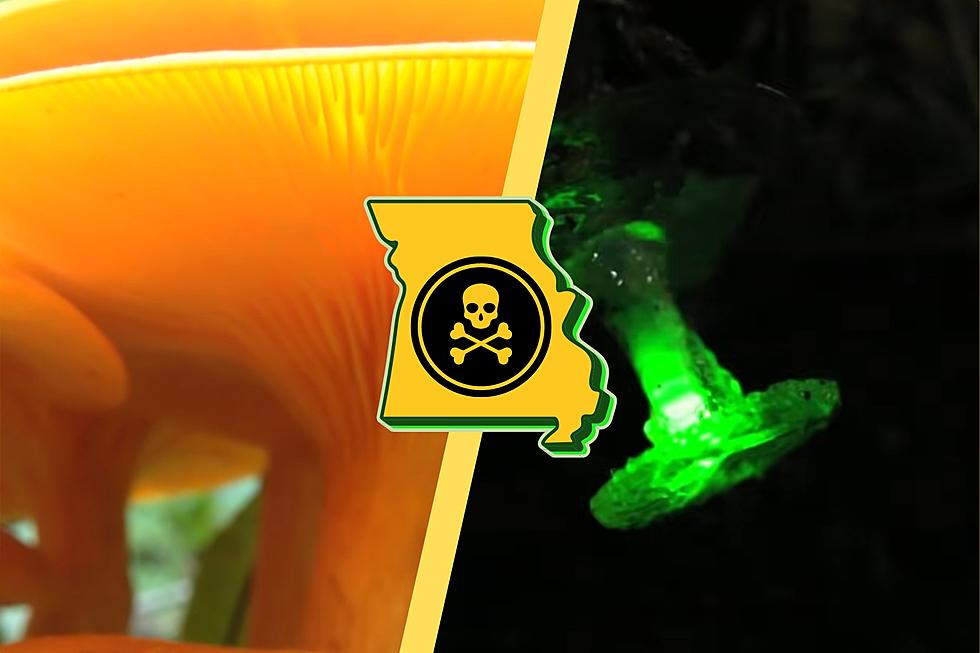 Glow-in-the-Dark Missouri Mushroom Blooms in July and is Poison