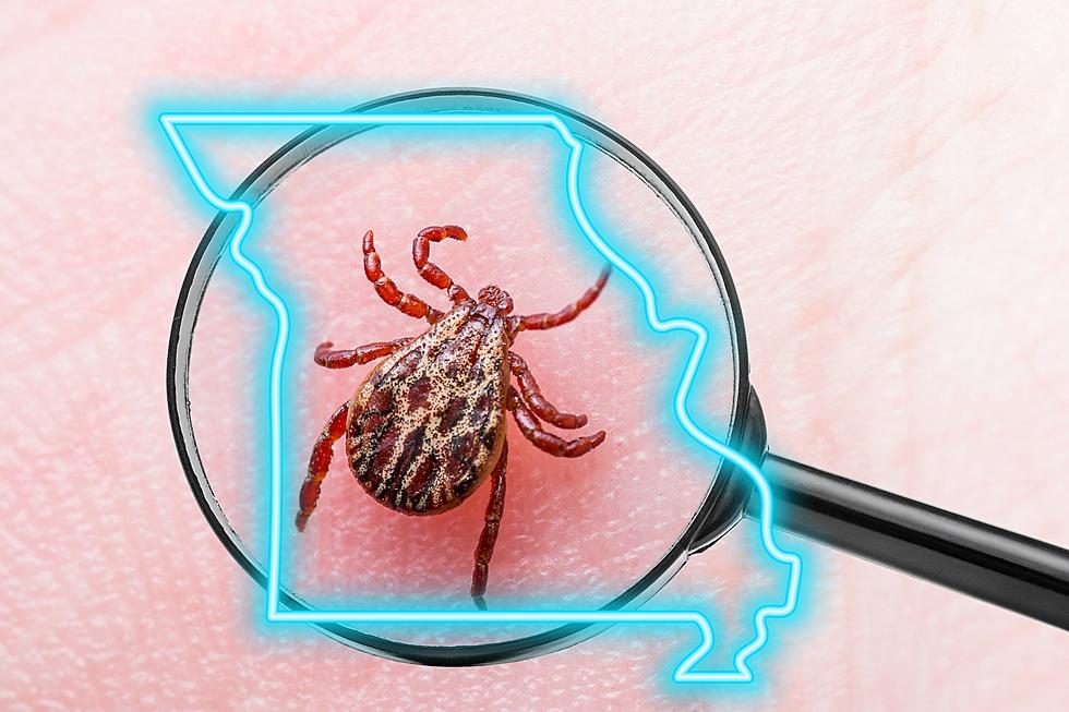The Missouri Counties Most Likely to Have Ticks with Lyme Disease