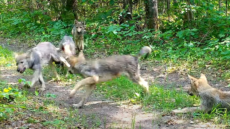 Midwest Trail Cam Captures Video of Young Wolf Pups Playing