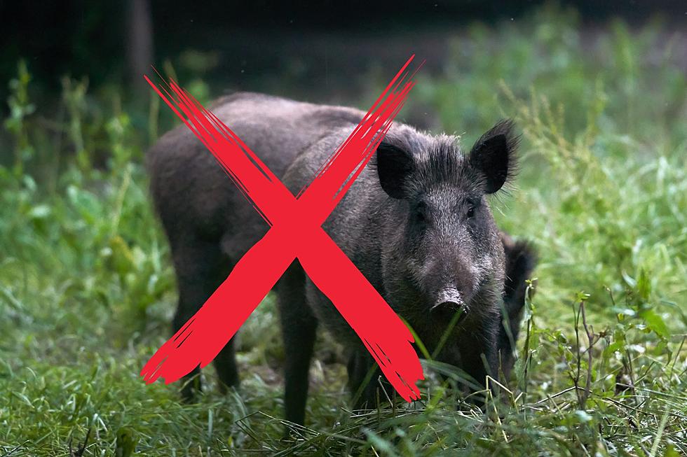 Report - Missouri Did Away With Over 6,000 Feral Hogs Last Year