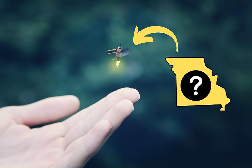 Missouri Fireflies are Disappearing and It's All Our Fault