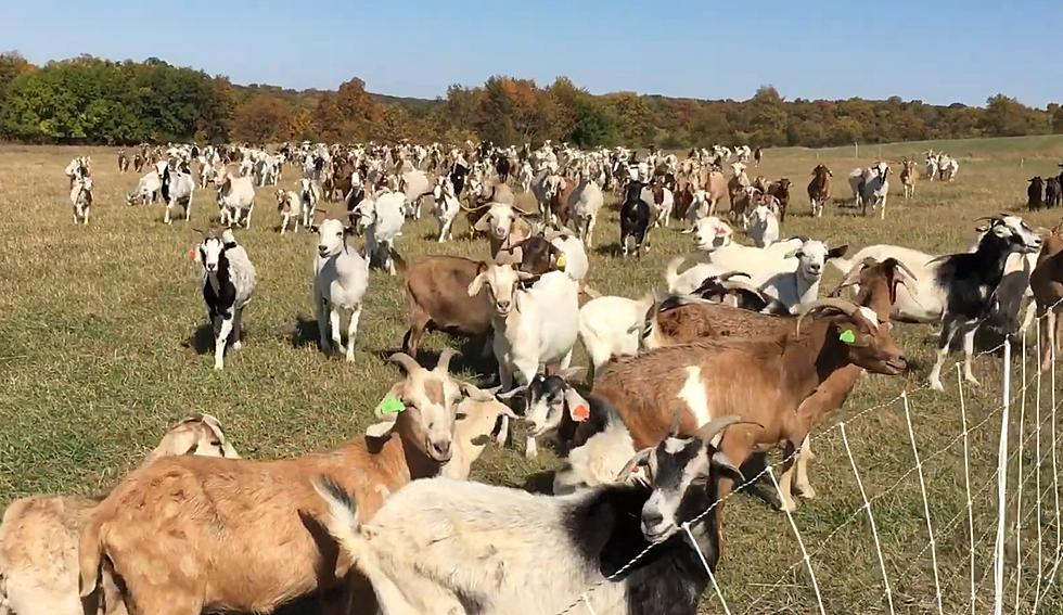 See Goats in Missouri? Don’t Stop Them – They’re Highway Workers